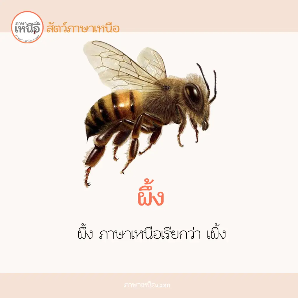 ผึ้ง  ภาษาเหนือเรียกว่า  เผิ้ง