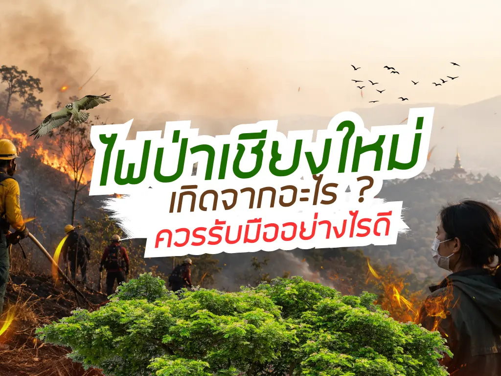 ไฟป่าเชียงใหม่ เกิดจากอะไร ? รับมืออย่างไร