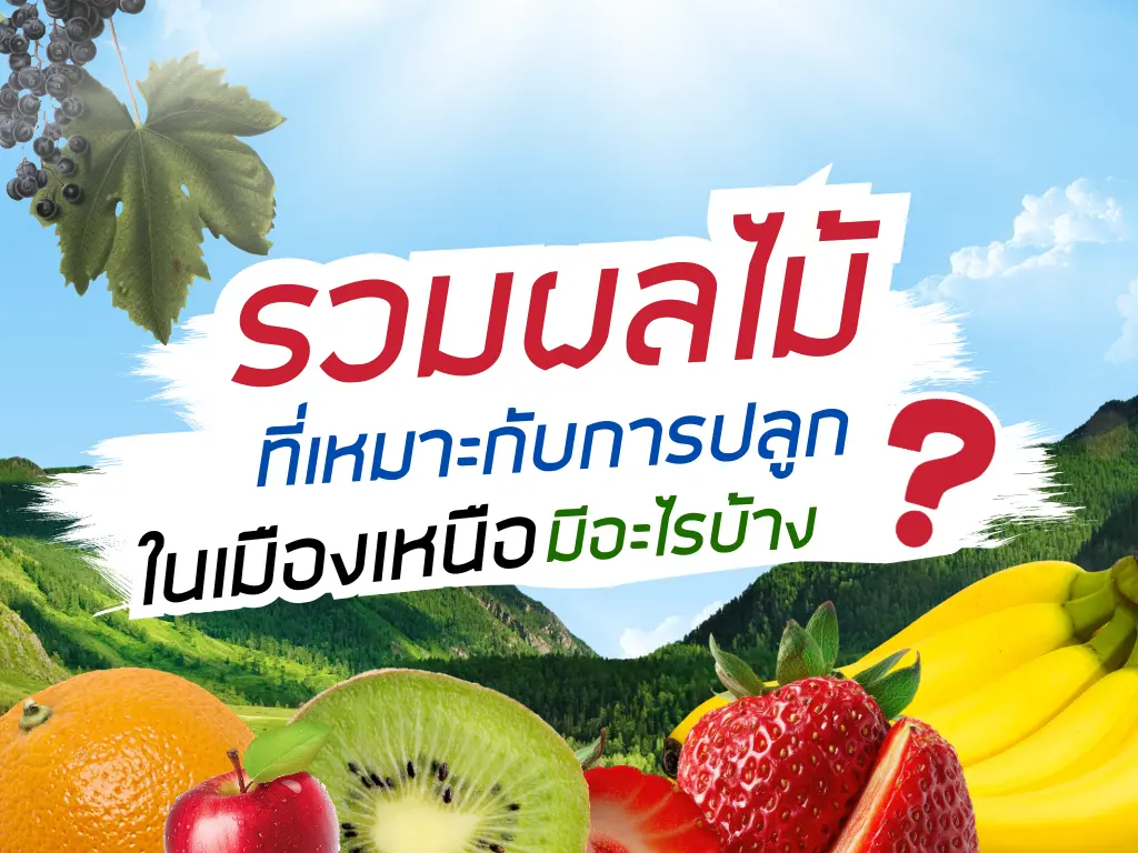 รวมผลไม้ที่เหมาะกับการปลูกในเมืองเหนือ มีอะไรบ้าง ?